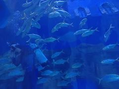 -华夏文旅海洋公园