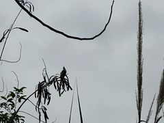 -白云山风景名胜区