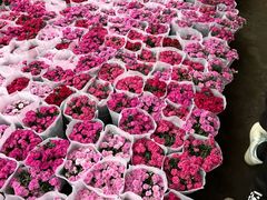 -龙大花卉苗木市场