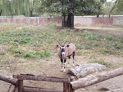 -北京动物园
