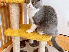 -Catmate·猫肥家润(金润铂宫店)