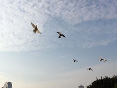 鸽子-白鹭洲公园