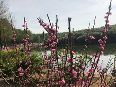 -丁香湖公园
