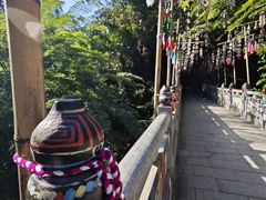 -西双版纳原始森林公园