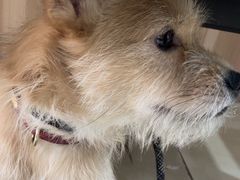 -米苏动物医院·犬猫专科·骨科外科内窥镜