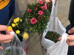 -金科花卉市场