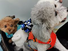 -北京赛佳动物医院