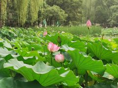 -莲湖公园
