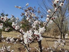 -野鸭湖国家湿地公园