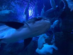 -成都浩海立方海洋公园