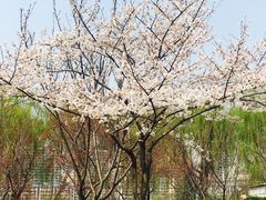 -西北湖绿化广场