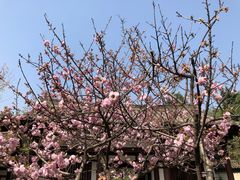 -西安青龙寺遗址景区