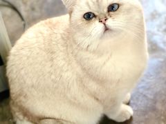 -喵屿·大理花园猫咖