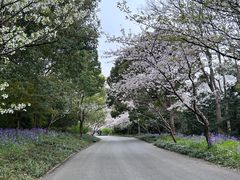 -上海滨江森林公园