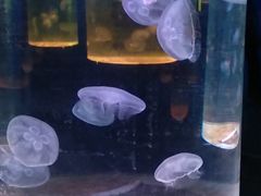 -沙沙哗啦海洋馆(华宇百花谷店)