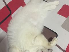 -瑞派·关忠动物医院(国瑞店)