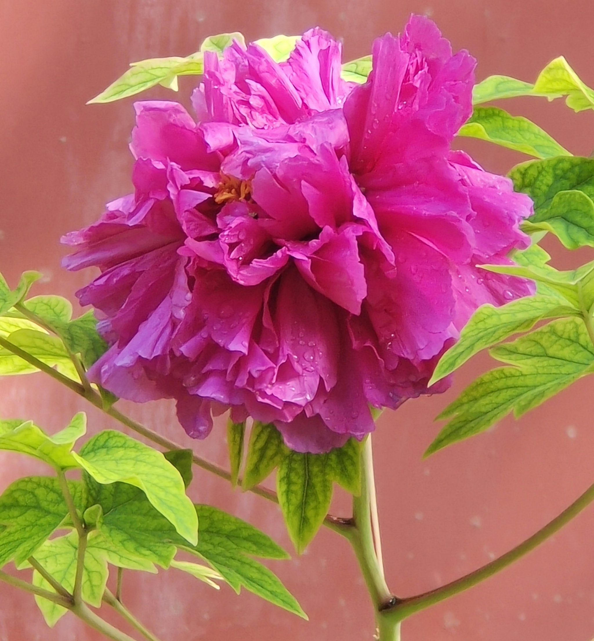 谷雨花牡丹