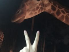 -清迈夜间动物园