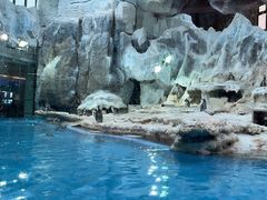 -帝企鹅自助餐厅•儿童岛•真企鹅(长隆企鹅酒店)