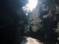 -武陵山森林公园
