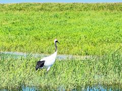 -黑龙江扎龙生态旅游区