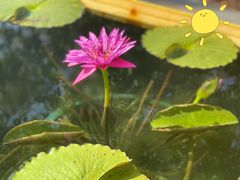 -上海辰山植物园