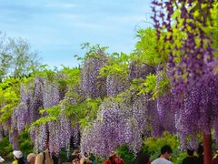 -嘉定紫藤园