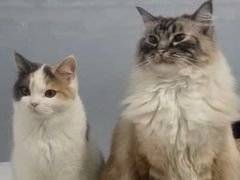 -喵的天空名猫咖啡馆·撸猫·猫舍·用品