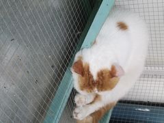 -喵屿·大理花园猫咖