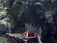 景点-成都大熊猫繁育研究基地