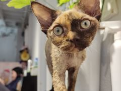 -琪喵猫屋·撸猫猫咖·猫舍