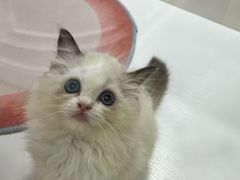 -青奢宠物·青奢猫舍