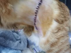 -关爱动物医院·心脏·中兽医·异宠(金牛路分院)