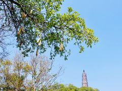 -顺峰山公园