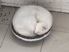 -小伙伴宠物医院·CT·骨科·眼科(高新店)