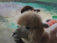 -白鹿仓冰雪海洋世界