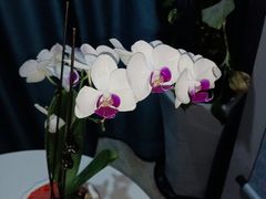 -逸栈养生SPA(望京店)