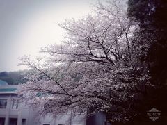 -武汉大学-樱园