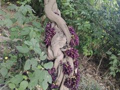 -三圣花乡旅游区