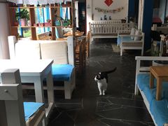 猫豆-Anne猫窝咖啡屋