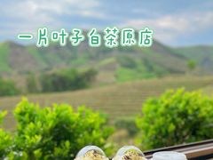 -白茶原·一片叶子
