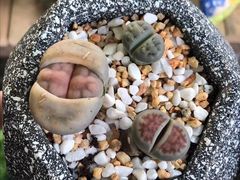 -武汉花鸟市场