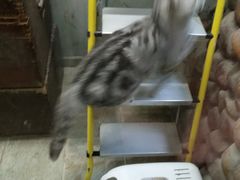 -猫咪博物馆(顶澳仔猫街店)