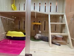 -momokira米努特·德文卷毛猫·棉花面纱犬