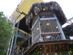 -Rainforest
