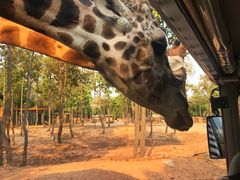 -清迈夜间动物园