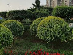 -保利·罗兰香谷