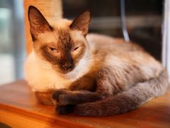 -more than meow吴止猫主题餐厅(承德 中船汇店)