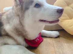 -Husky Go! 哈士奇体验馆·宠物咖啡厅狗咖