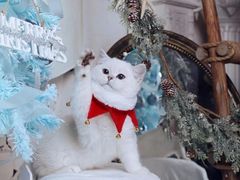 -超宠爱宠物摄影-Super pet